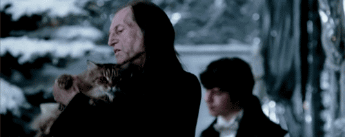 35 Cats Who Absolutely Loathe The Fact That Today Is Hug Your Cat